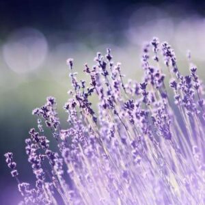 Dārza kompozīcijas ar ziemcietēm