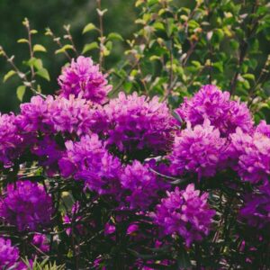 Rododendri