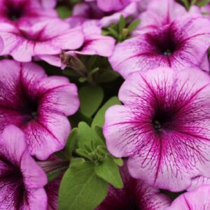 Petunia atkinsiana Capella Pink Lace