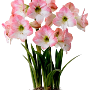 Amarillis  'Apple Blossom'